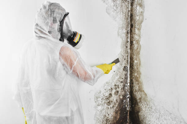 Best Mold Removal Near Me  in Memphis, MI