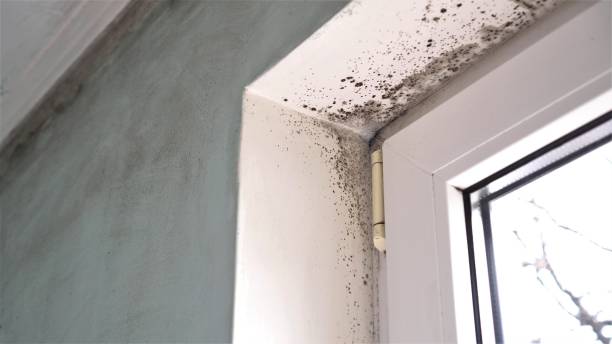 Best Mold Removal Company Near Me  in Memphis, MI