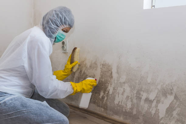 Best Mold Damage Repair  in Memphis, MI