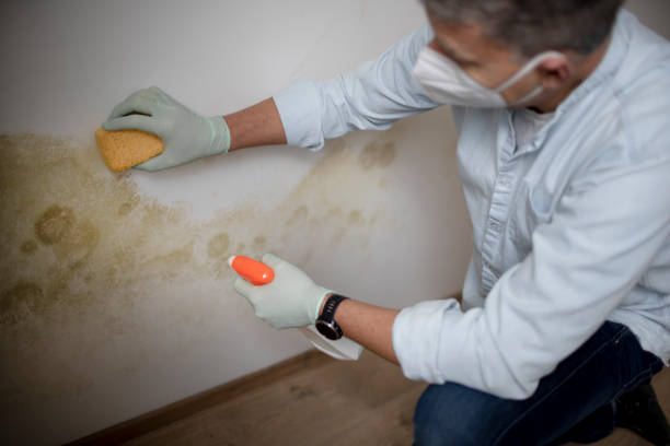 Best Crawl Space Mold Removal  in Memphis, MI