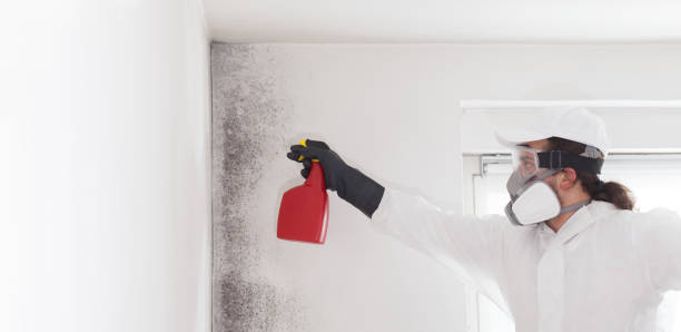Certified Mold Removal in Memphis, MI