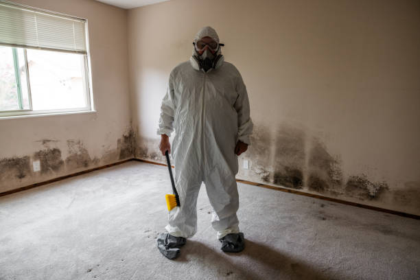 Best Attic Mold Removal  in Memphis, MI