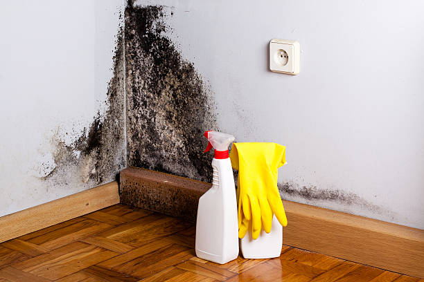 Trusted Memphis, MI Mold Removal Experts